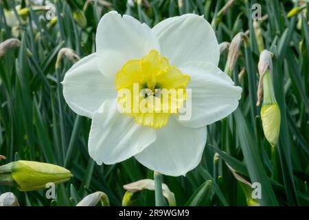 Weiß, Narzissen, Papillon Blanc, Papillon Mit Spaltwürfel, Narzissen, Blume Stockfoto