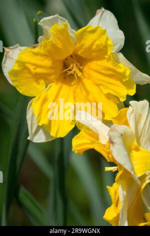 Daffodil Narzissen „Orangerie“, Blume, Porträt Daffodil „Orangerie“ Stockfoto