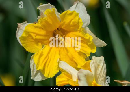 Pflanze, Blüte, Gelb, Narzissen, Geschlitzter Kragen, Narzissen, Orangerie, Blume, Frühling, Narzissen Stockfoto