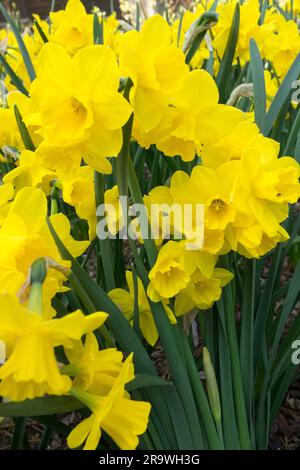 Gelb, Frühling, Blumen, Blüten, Narzissen Narzissen, Garten, Stauden, Vernal, Jahreszeit, Blüten Stockfoto