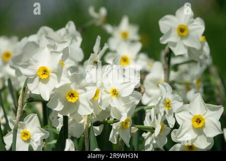 Paperwhite Daffodil, Narcissus Aspasia, Paperwhites, Narzissen, Narzissen, Weiß, Blumen, Amaryllidaceae, Gruppe Stockfoto