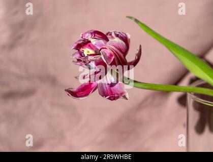 Trockene rosa Tulpe in einer Glasvase auf beigefarbenem Hintergrund. Stockfoto