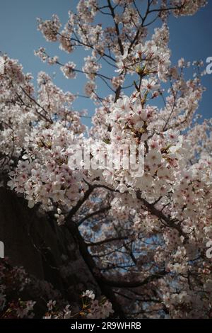 Eine Nahaufnahme japanischer Nagano-Sakura-Blumen in voller Blüte Stockfoto