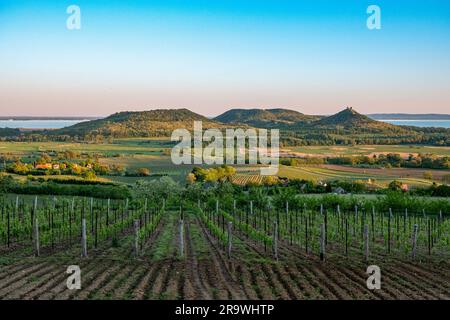 Weinberge und der Badacsony Berg mit dem Plattensee bei Sonnenuntergang Stockfoto