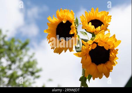 Sonnenblumen im Sommer vor blauem Himmel; Stockfoto