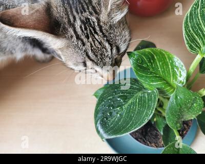 philodendron spiritus sanctus Philodendron spiritus-sancti main image 0
