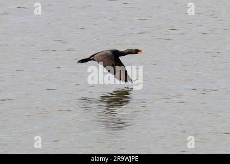 Ein Double Crested Cormorant in der Raritan Bay in New Jersey. Stockfoto