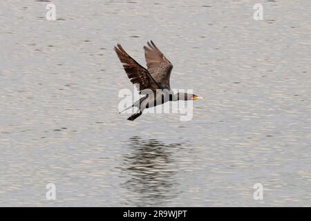 Ein Double Crested Cormorant in der Raritan Bay in New Jersey. Stockfoto