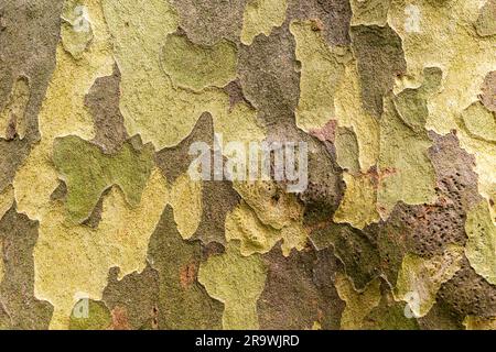 Nahaufnahme der Rinde auf dem Stamm des Londoner Flugzeugbaums „Platanus x hispanica“ Stockfoto