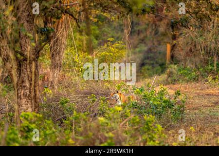 Wilder männlicher bengaltiger panthera tigris, der bei der abendlichen Safari im Grasland dhikala jim corbett Park die Beute tarnt oder sich mit Gras-Vegetarier vermengt Stockfoto