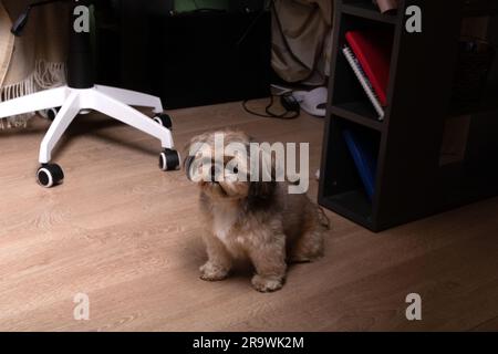 Foto eines kleinen Hundes, der auf dem Boden des Hauses neben dem Tisch sitzt Stockfoto