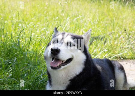 Foto Sibirischer Husky liegt auf dem Gras und schaut mit blauen Augen in die Kamera Stockfoto