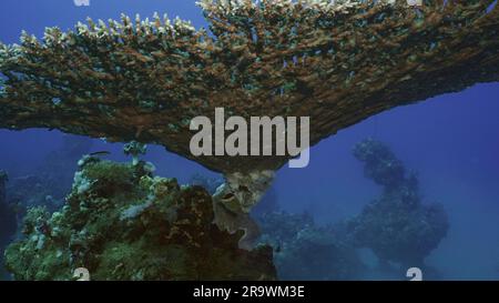 Textur und Details von Table Coral, Ansicht von unten. Die Kamera bewegt sich unter der Hard Table Coral (Akropora) tief in der Morgenzeit auf blauem Wasser Stockfoto