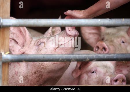 Hausschweine (Sus scrofa domesticus), Schweine, drei, Schweinestall, Aufzucht, Zaun, Hand, drei Schweine stehen hinter dem Zaun und ein Schwein ist da Stockfoto