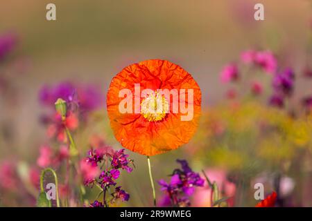 Blühende Randstreifen neben landwirtschaftlichen Monokulturen, Mohnblüten, Blumenwiesen mit zahlreichen Insekten wie Bienen, Wildbienen und Stockfoto