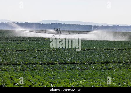 Trockenheit auf den Feldern verursacht Probleme für Landwirte und Gemüseerzeuger. Kräuteranbau auf dem Filder bei Filderstadt, Baden-Württemberg Stockfoto