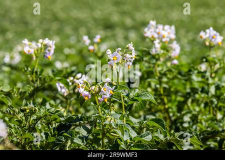 Trockenheit auf den Feldern verursacht Probleme für Landwirte und Gemüseerzeuger. Gemüseanbau auf den Filder-Feldern, Kartoffelpflanze mit Blüte Stockfoto