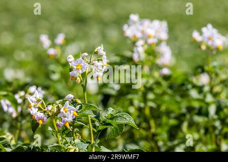 Trockenheit auf den Feldern verursacht Probleme für Landwirte und Gemüseerzeuger. Gemüseanbau auf den Filder-Feldern, Kartoffelpflanze mit Blüte Stockfoto