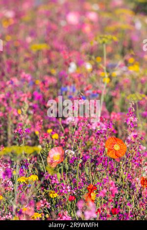 Blühende Randstreifen neben landwirtschaftlichen Monokulturen, Mohnblüten, Blumenwiesen mit zahlreichen Insekten wie Bienen, Wildbienen und Stockfoto