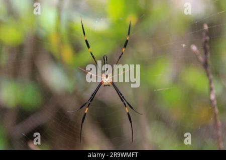 Eine Nephila maculata-Spinne im Netz Stockfoto