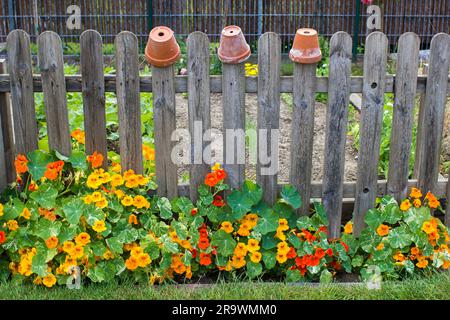 Nasturtiumblumen im Garten Stockfoto