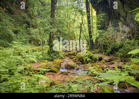 Bach, Wald, Johannesbachklamm, Wuerflach, Wiener Alpen, Niederösterreich, Österreich Stockfoto