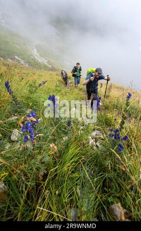 Bergsteiger auf den Marwes, Saentis, Appenzell Ausserrhoden, Appenzell Alpen, Schweiz Stockfoto