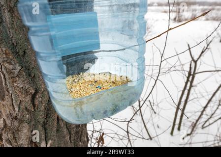 Essen als Samen und Körner in einer Flasche verwandelt sich in ein Vogelhaus. Aus Sicht der Vogel gesehen Stockfoto