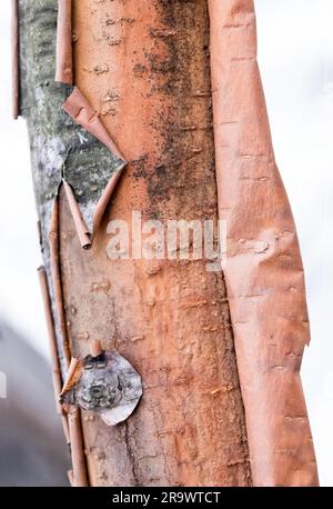 Detail eines Baumstammes Peeling Birke Stockfoto