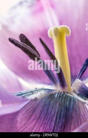 Stamem- und Pistil-Makrofoto einer pinkfarbenen Tulpe (tulipa) Crispa Stockfoto