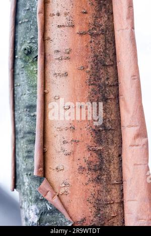 Detail eines Baumstammes Peeling Birke Stockfoto