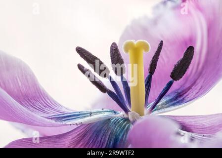 Stamem- und Pistil-Makrofoto einer pinkfarbenen Tulpe (tulipa) Crispa Stockfoto