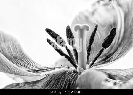 Stamem- und Pistil-Makrofoto einer pinkfarbenen Tulpe (tulipa) Crispa. Schwarzweißfoto Stockfoto