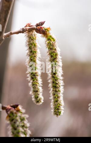 Hinterleuchtete Cluster von weiblichen Kätzchen der Beben Aspen (Populus Tremuloides), unter der Sonne weiche Feder Stockfoto