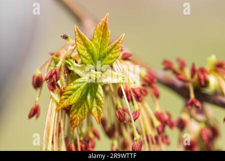 (Acer Negundo), junge grüne Blätter mit Samen und Blumen unter der Frühlingssonne Stockfoto