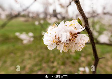 Nahaufnahme von zarten weißen Aprikose Blüten unter der weiche Feder Sonne Stockfoto