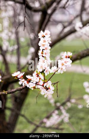 Nahaufnahme von zarten weißen Aprikose Blüten unter der weiche Feder Sonne Stockfoto