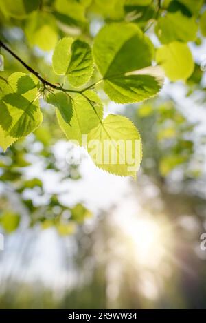 Hinterleuchtete grüne transparente Blätter von Popuplus Alba, auch Poplar genannt. Die Venen erscheinen unter dem weichen Sonnenlicht der Feder Stockfoto