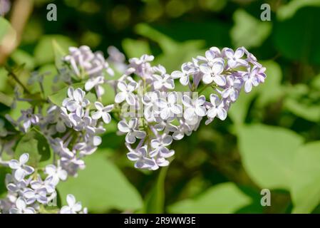 Helllila rosa Madame Lemoine Flowers, französisches Lila (Syringa Vulgaris), unter der warmen Frühlingssonne Stockfoto