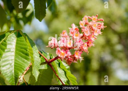 Rote oder Rote Rosskastanie (Aesculus x Carnea) Blüte unter der hellen Frühlingssonne Stockfoto