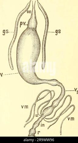 'Einführung in die Kenntnis der Insekten' ([1889]-1893) Stockfoto