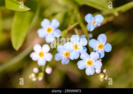 Kleine blaue Blumen, auch genannt Forget Me Not (Myosotis), unter den warmen Sommersonnen Stockfoto