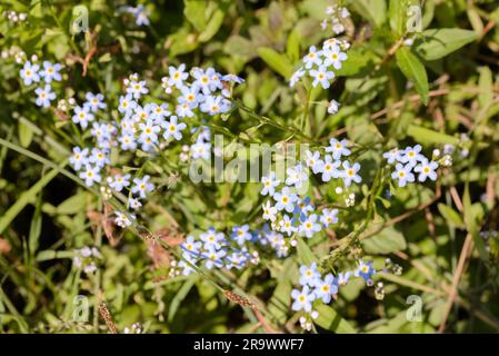 Kleine blaue Blumen, auch genannt Forget Me Not (Myosotis), unter den warmen Sommersonnen Stockfoto