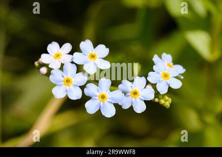 Kleine blaue Blumen, auch genannt Forget Me Not (Myosotis), unter den warmen Sommersonnen Stockfoto