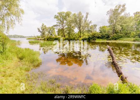 Schöner Sommertag in der Nähe des Dnieper Flusses mit Nuphar lutea Wasserlilien und (Typha latifolia) Schilf im Wasser Stockfoto