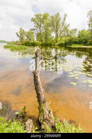 Schöner Sommertag in der Nähe des Dnieper Flusses mit Nuphar lutea Wasserlilien und (Typha latifolia) Schilf im Wasser Stockfoto