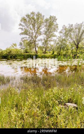 Schöner Sommertag in der Nähe des Dnieper Flusses mit Nuphar lutea Wasserlilien und (Typha latifolia) Schilf im Wasser Stockfoto