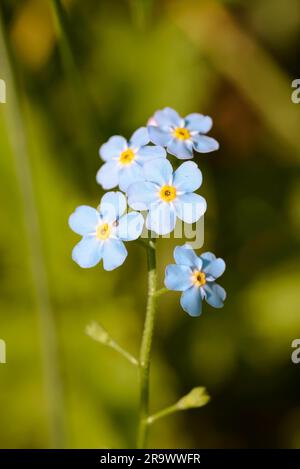 Kleine blaue Blumen, auch genannt Forget Me Not (Myosotis), unter den warmen Sommersonnen Stockfoto