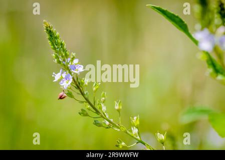 Eine rosafarbene Veronica-Blume (Anagallis-aquatica), auch als Wasserschnellbrunnen bezeichnet, oder ein blauer Wasserschnellbrunnen unter der warmen Sommersonne Stockfoto