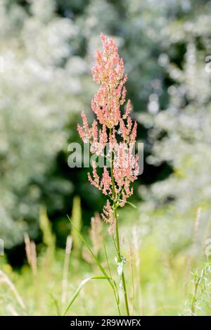 Roter frischer Rumex-Acetosella, gemeinhin bekannt als Schafssorrel, roter Sorrel, saurer Unkraut und Feldsorrel, auf einer grünen Wiese unter der warmen Sommersonne Stockfoto